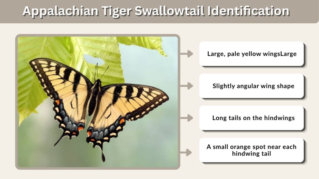 Appalachian Tiger Swallowtail Identification