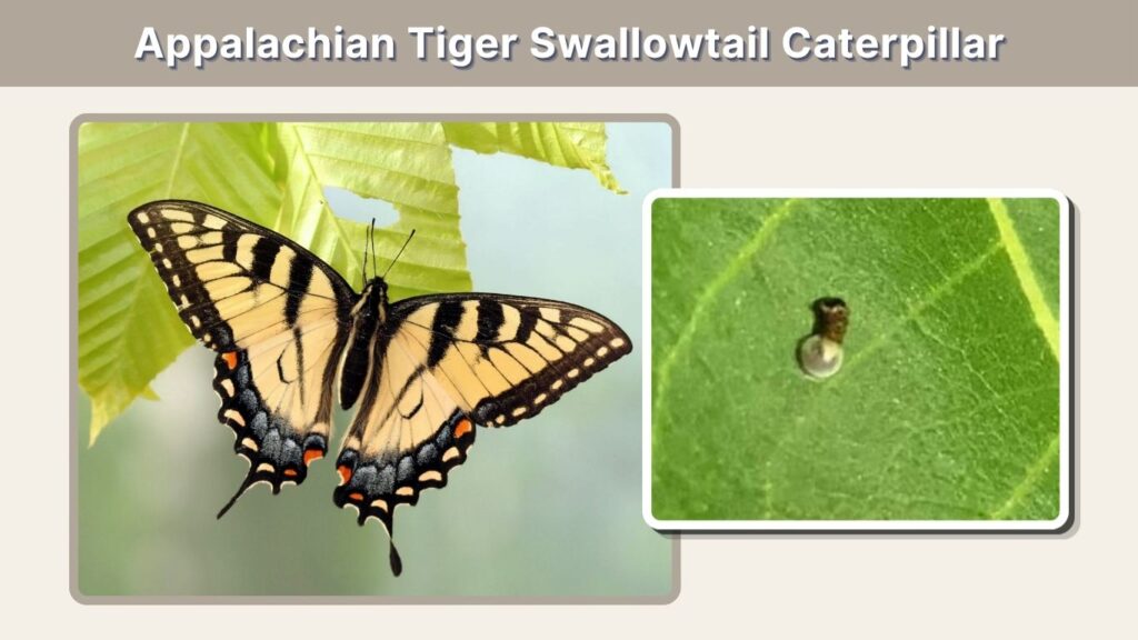 Appalachian Tiger Swallowtail Caterpillar