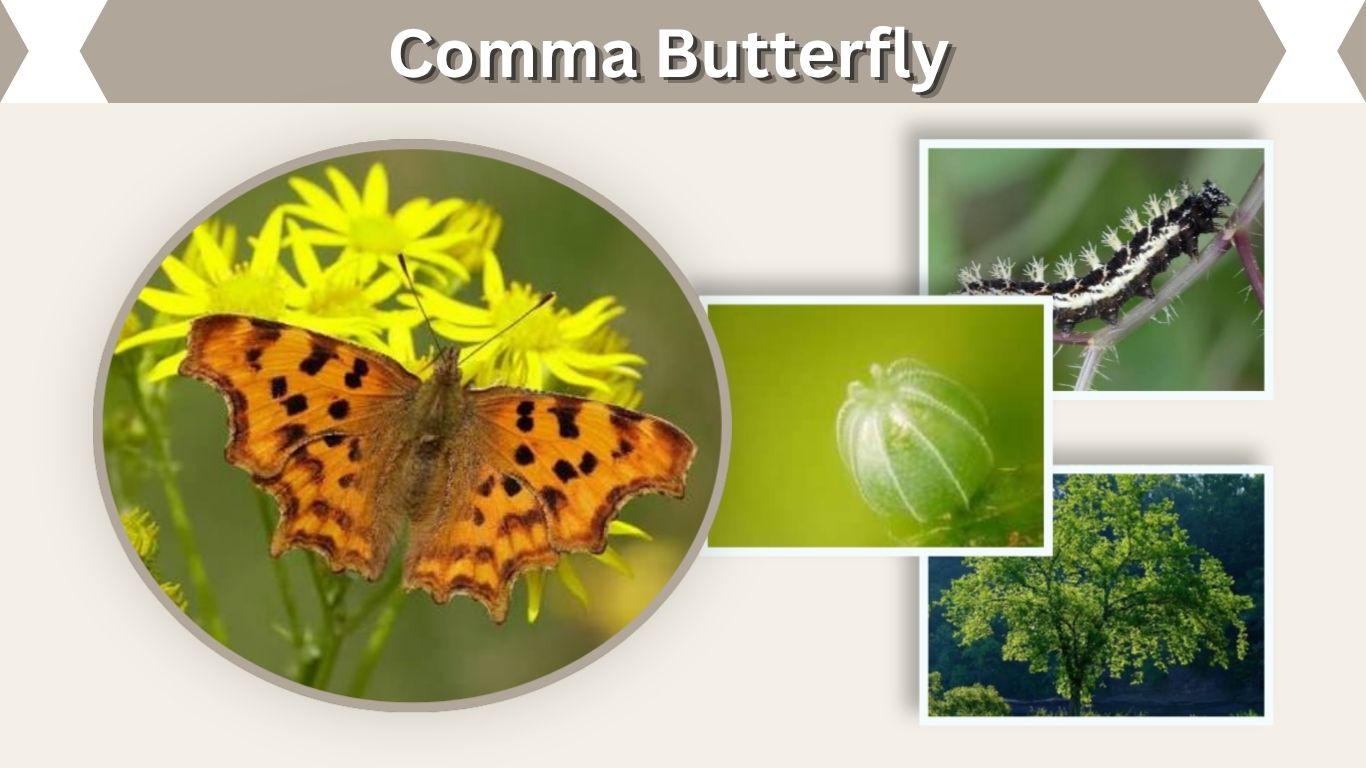 Comma Butterfly: Identification, Habitat, and Life Cycle