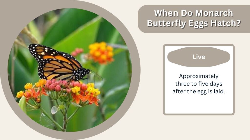 When Do Monarch Butterfly Eggs Hatch?