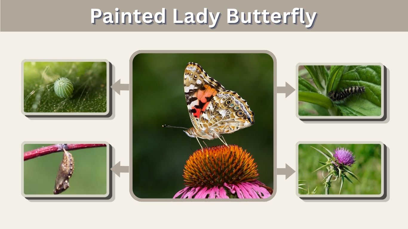 Painted Lady Butterfly: Facts, Life Cycle, and Caterpillar