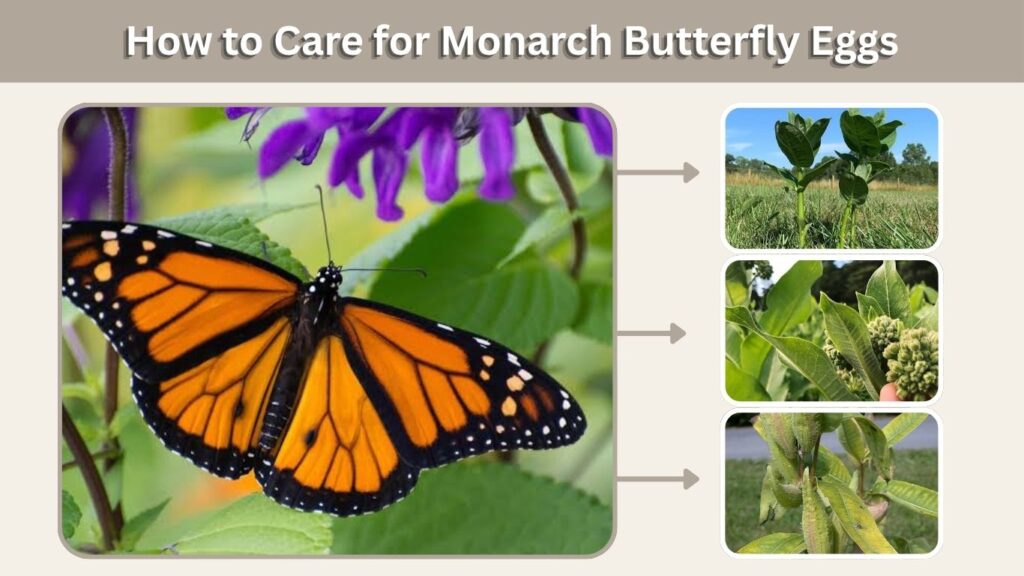 How to Care for Monarch Butterfly Eggs