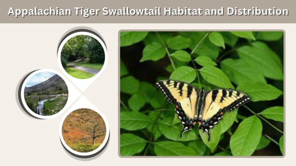 Appalachian Tiger Swallowtail Habitat and Distribution