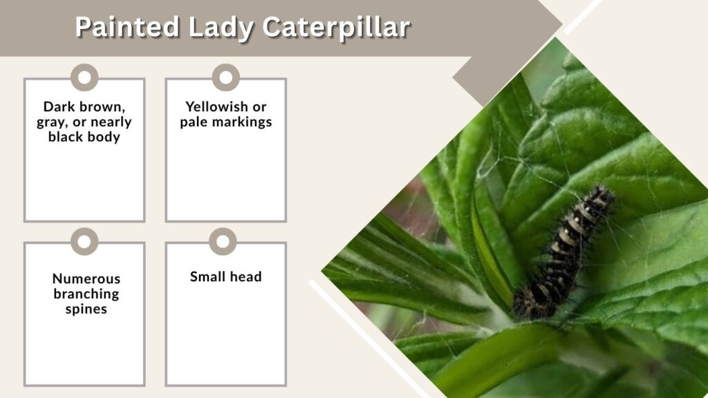 Painted Lady Caterpillar