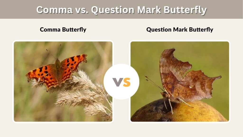 Comma vs. Question Mark Butterfly