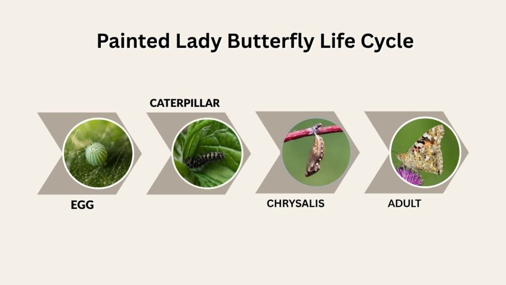 Painted Lady Butterfly Life Cycle