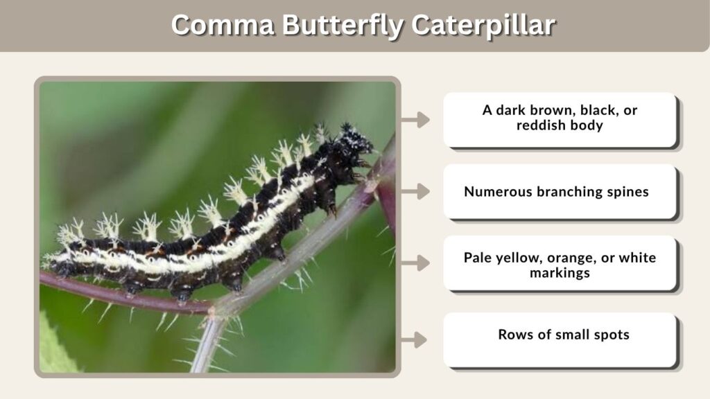 Comma Butterfly Caterpillar