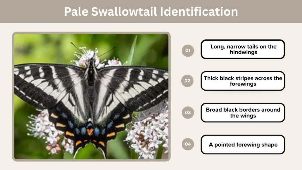 Pale Swallowtail Butterfly: Identification, Caterpillar, and Facts