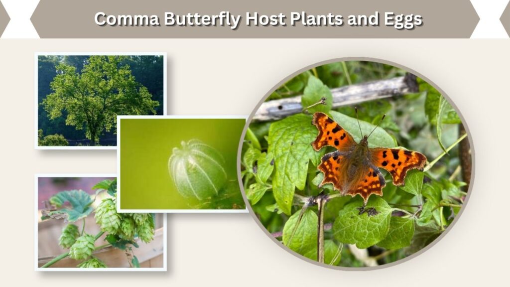 Comma Butterfly Host Plants and Eggs