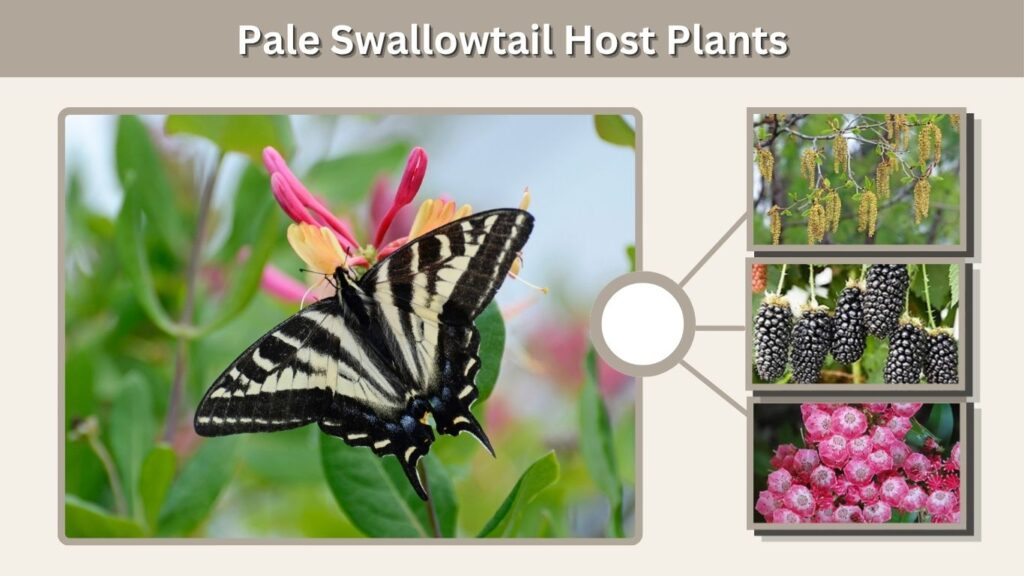 Pale Swallowtail Host Plants