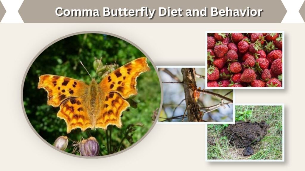 Comma Butterfly Diet and Behavior