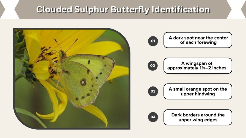 Clouded Sulphur Butterfly Identification