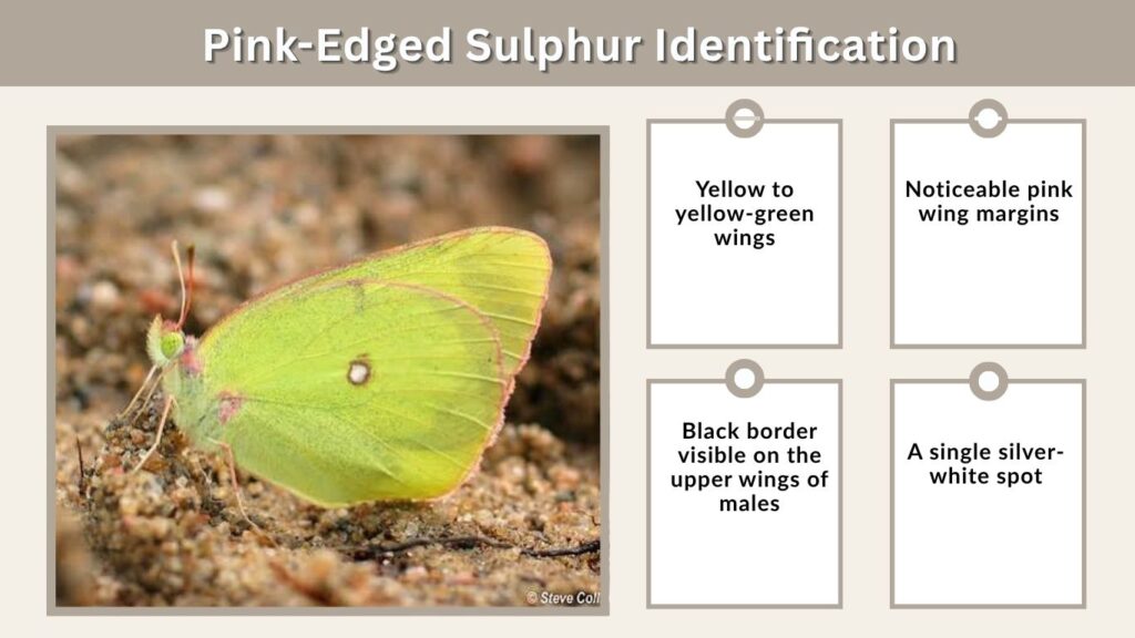 Pink-Edged Sulphur Identification