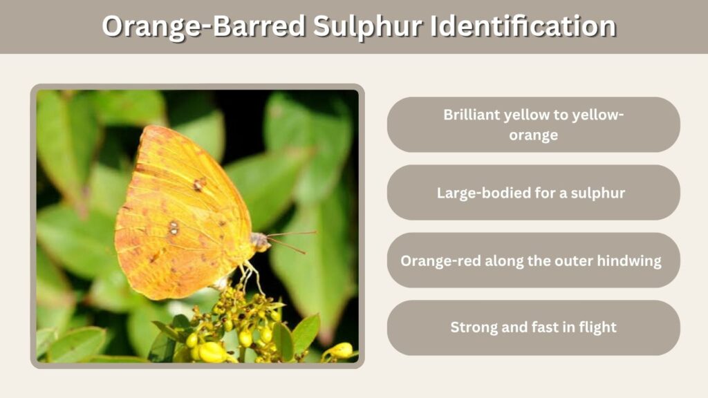 Orange-Barred Sulphur Identification