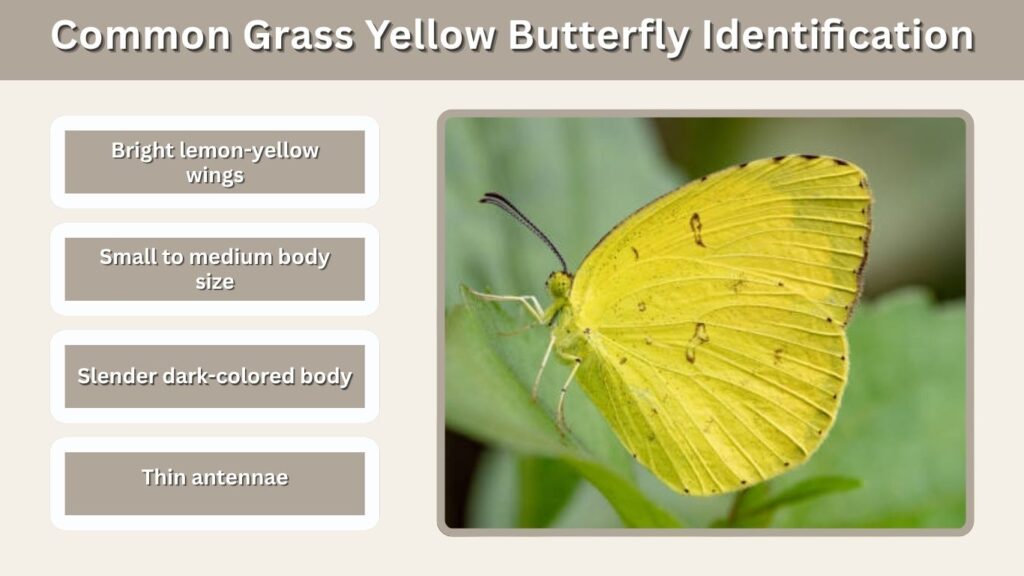 Common Grass Yellow Butterfly Identification