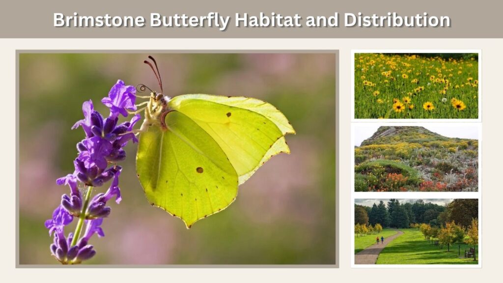 Brimstone Butterfly Habitat and Distribution
