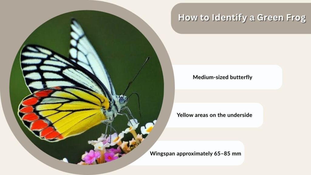 Common Jezebel Characteristics and Identification