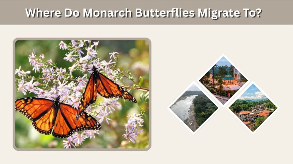 Where Do Monarch Butterflies Migrate To?