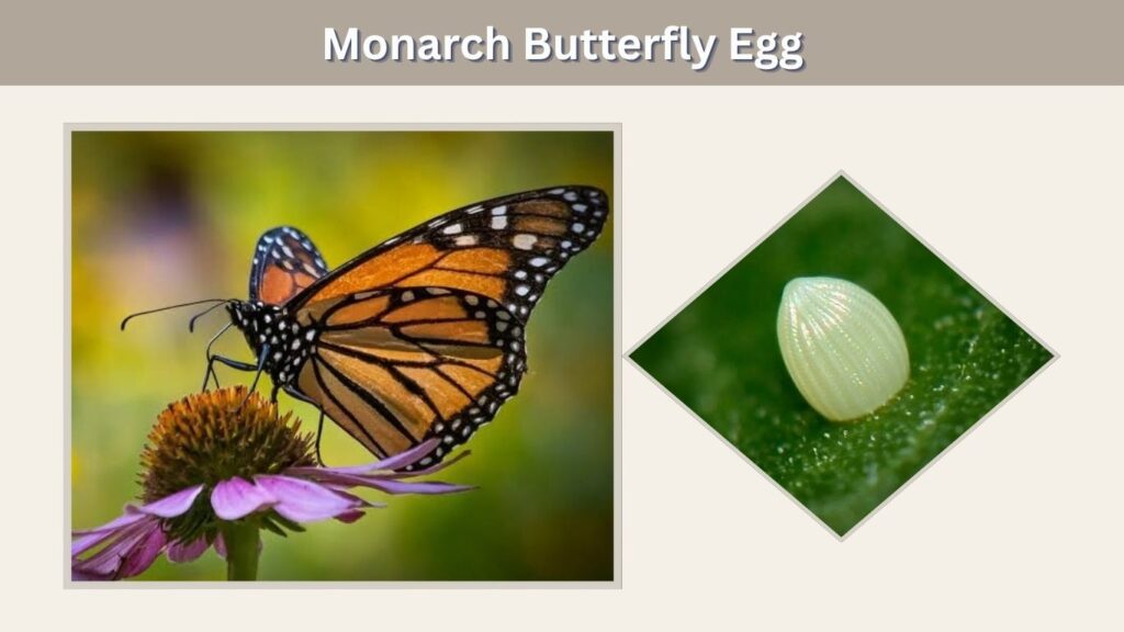 Stage 1: Monarch Butterfly Egg
