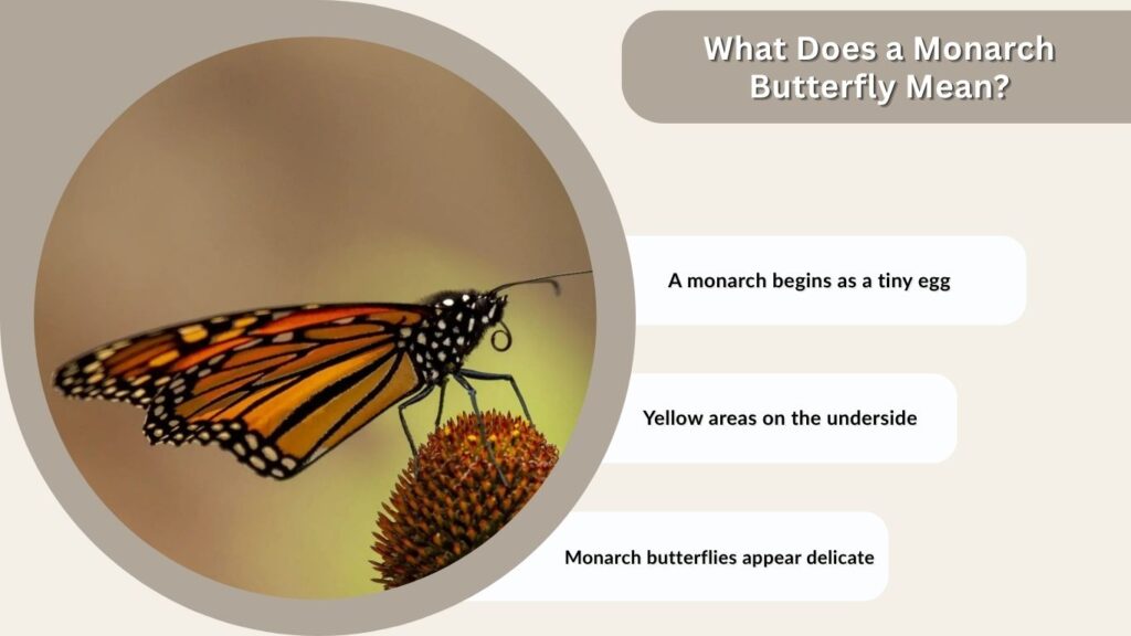 What Does a Monarch Butterfly Mean?
