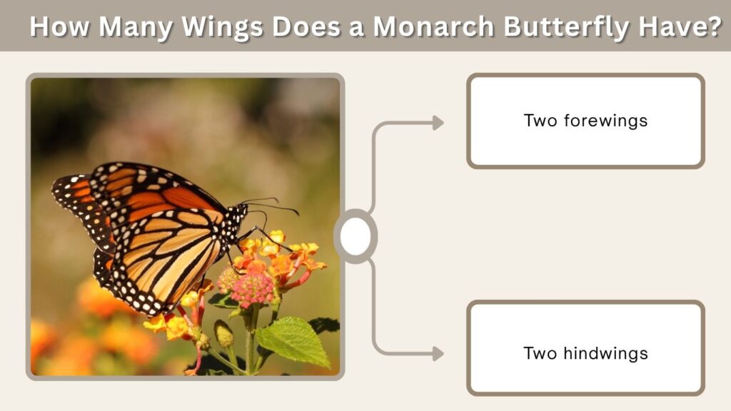 How Many Wings Does a Monarch Butterfly Have?