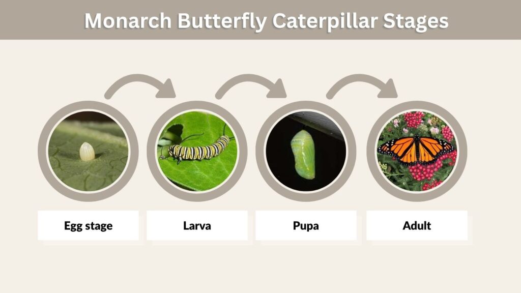 Monarch Butterfly Caterpillar Stages
