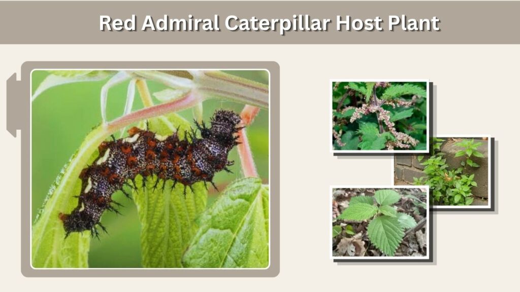 Red Admiral Caterpillar Host Plant
