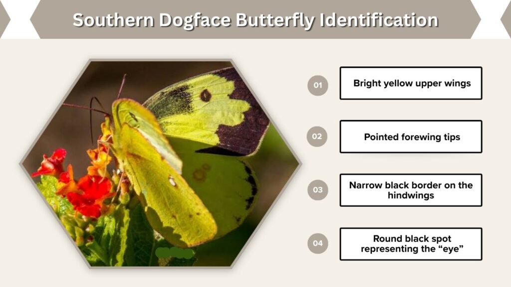 Southern Dogface Butterfly Identification