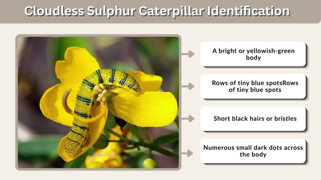 Cloudless Sulphur Caterpillar Identification