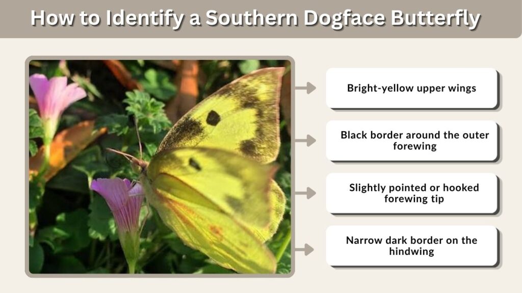 How to Identify a Southern Dogface Butterfly