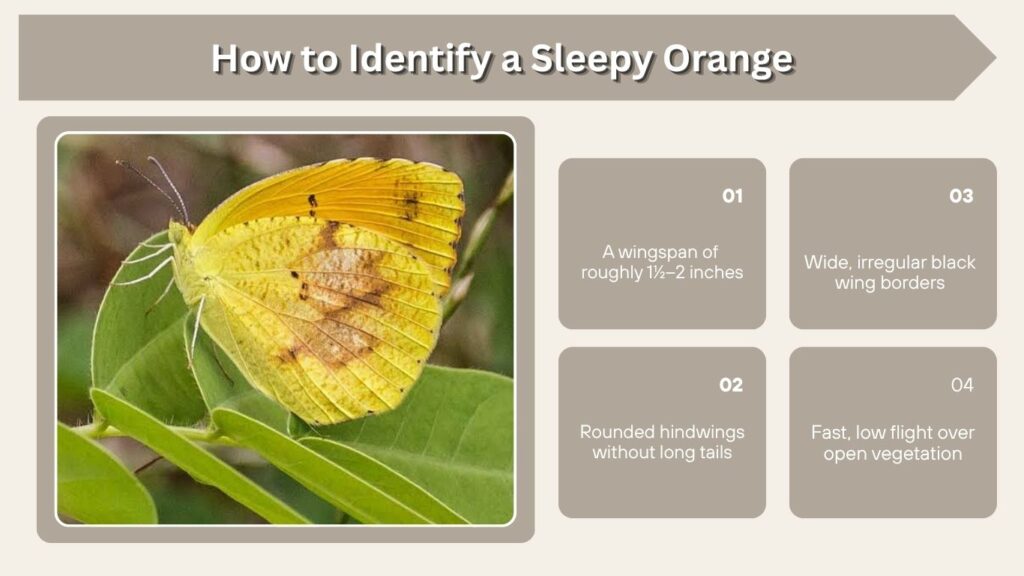 How to Identify a Sleepy Orange