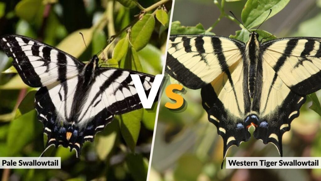 Pale Swallowtail vs. Western Tiger Swallowtail