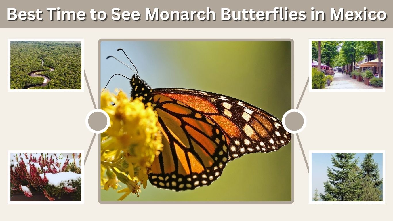 Monarch Butterfly Migration to Mexico: When and Where