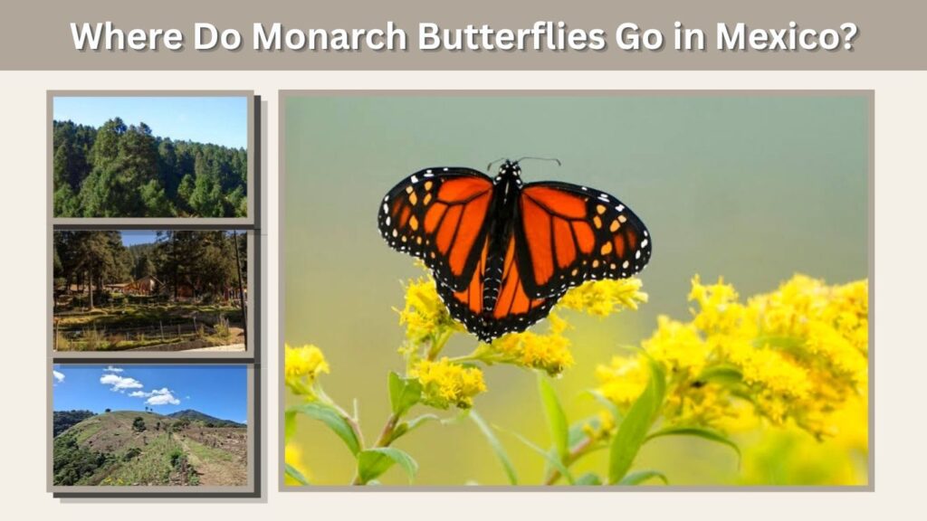 Where Do Monarch Butterflies Go in Mexico?