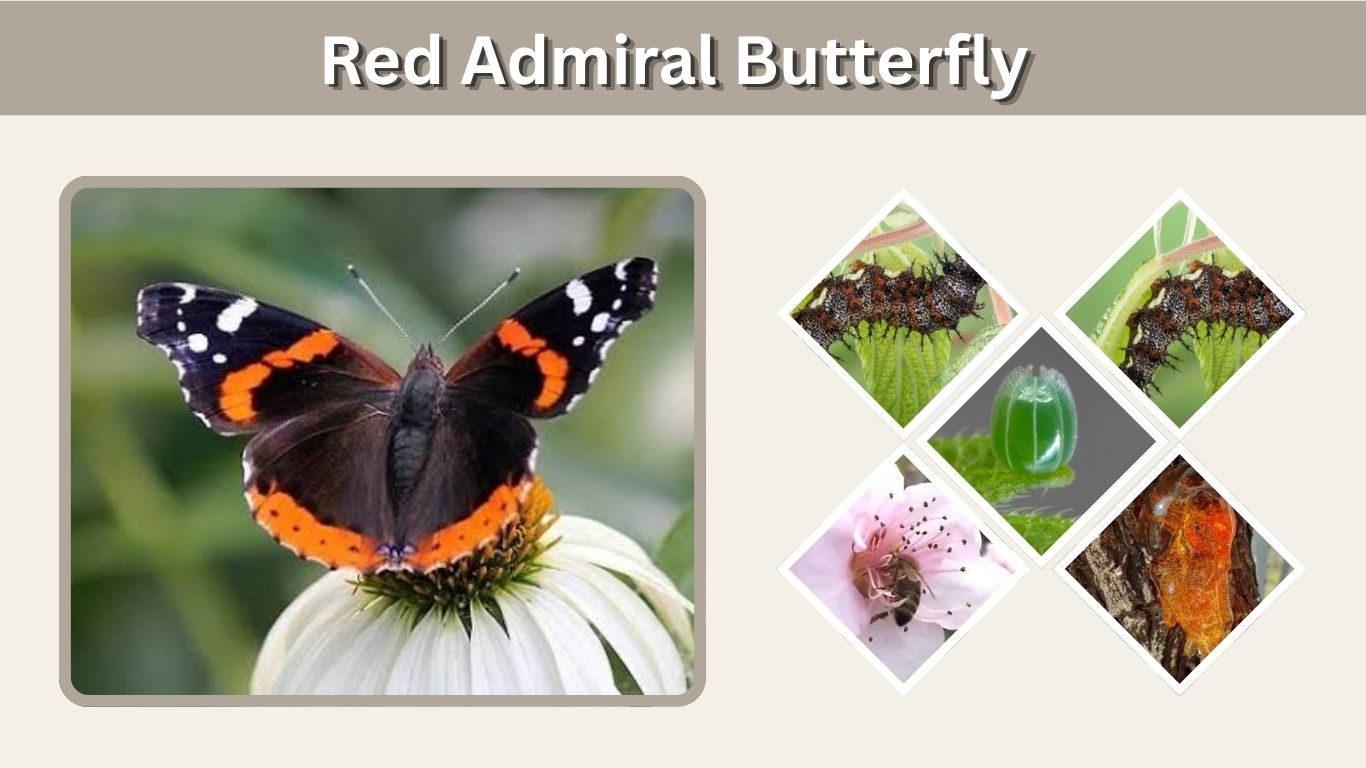 Red Admiral Butterfly: Facts, Caterpillar, Habitat & Meaning