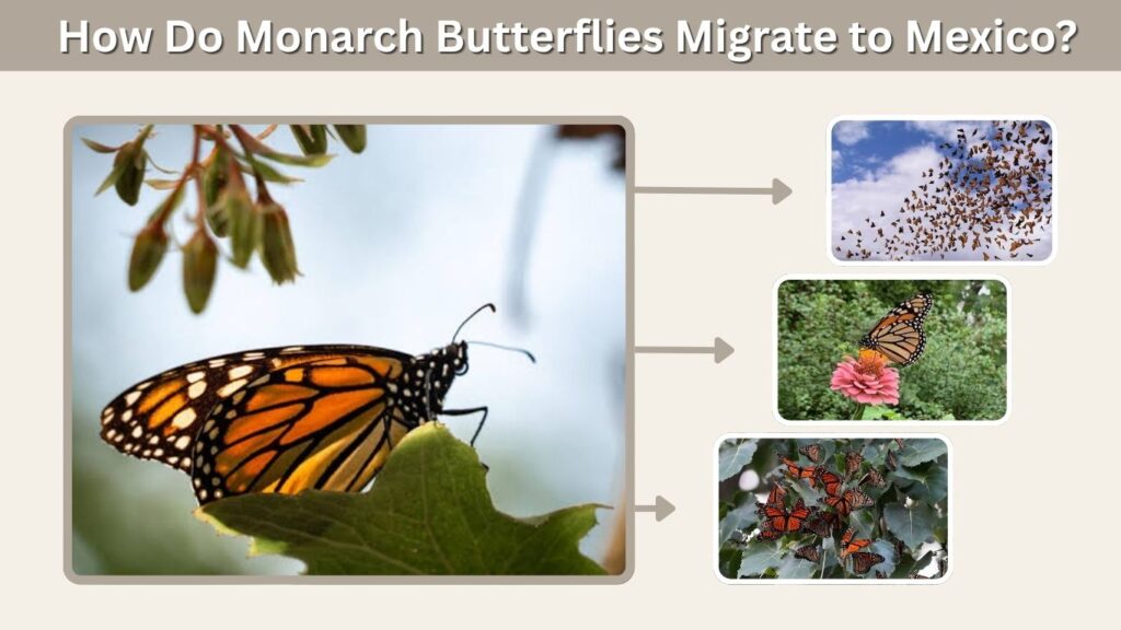 How Do Monarch Butterflies Migrate to Mexico?
