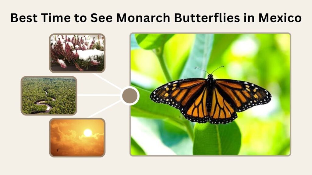 Best Time to See Monarch Butterflies in Mexico