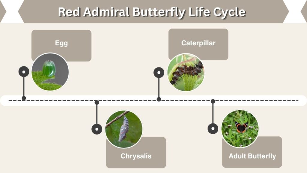 Red Admiral Butterfly Life Cycle
