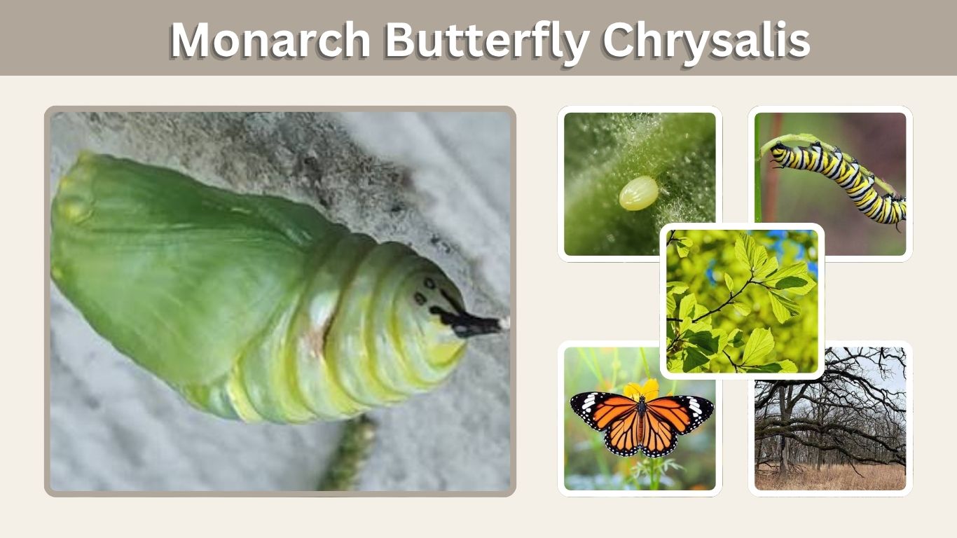 Monarch Butterfly Chrysalis: Stages, Timeline, Care & Facts