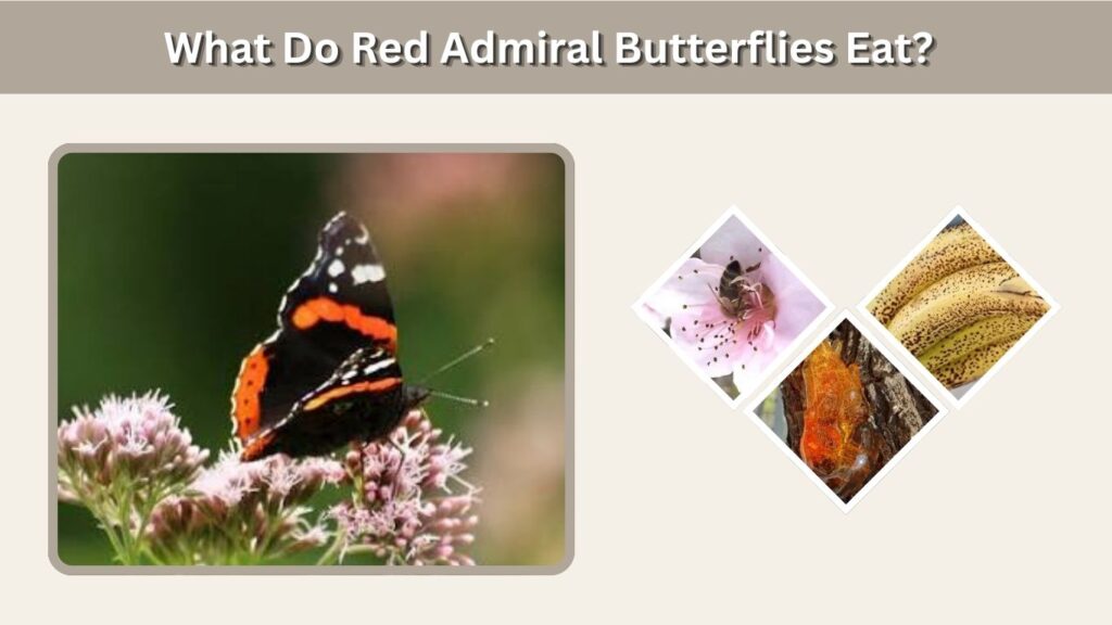 What Do Red Admiral Butterflies Eat?