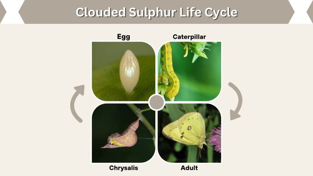 Clouded Sulphur Life Cycle