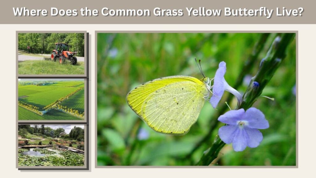 Where Does the Common Grass Yellow Butterfly Live?