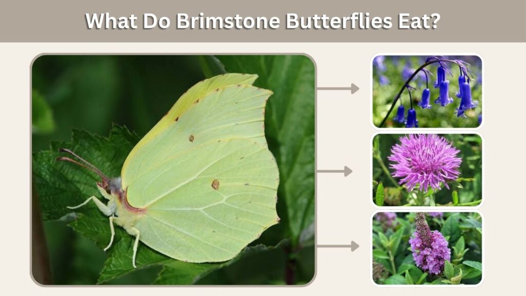 What Do Brimstone Butterflies Eat?