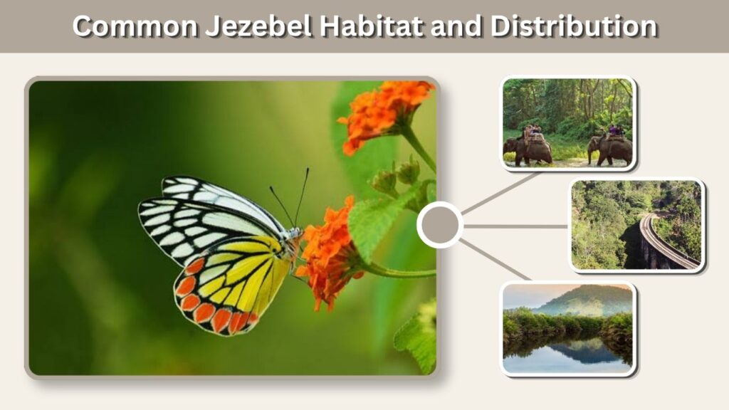 Common Jezebel Habitat and Distribution