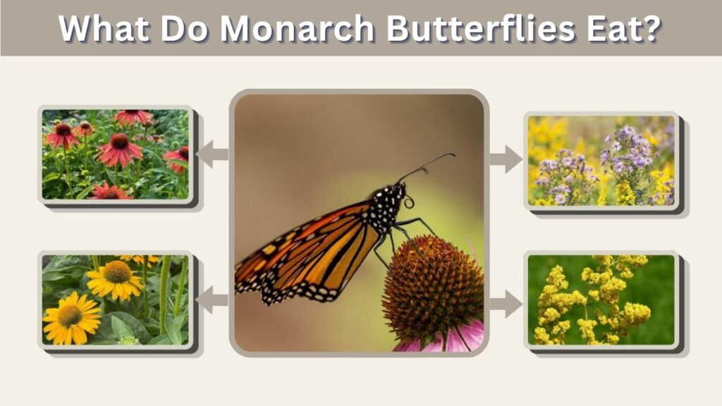 What Do Monarch Butterflies Eat?