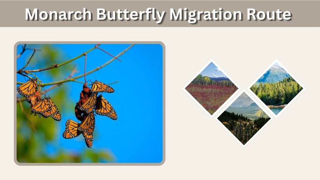 Monarch Butterfly Migration Route