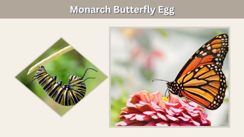 Stage 2: Monarch Butterfly Caterpillar