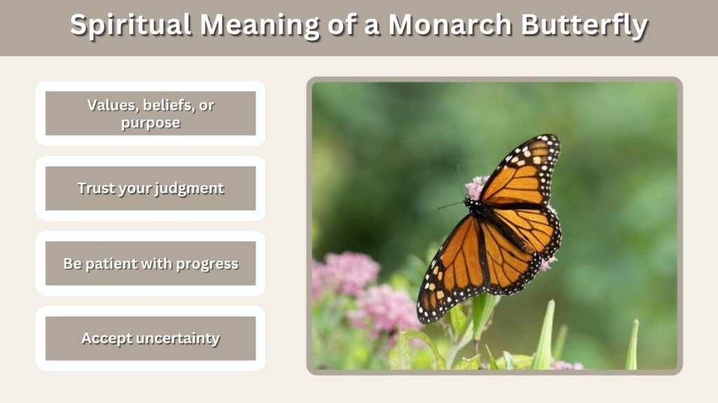 Spiritual Meaning of a Monarch Butterfly