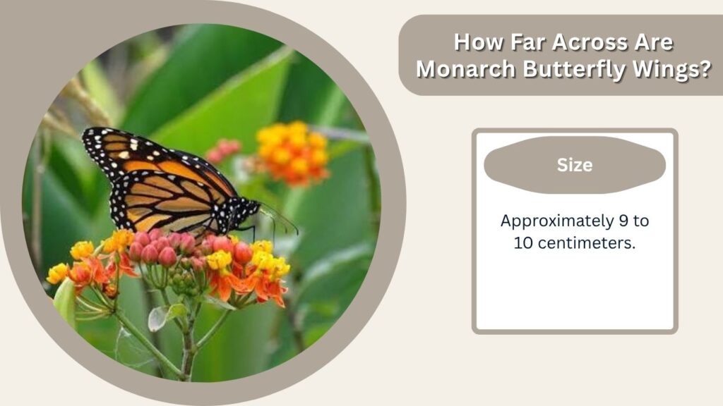 How Far Across Are Monarch Butterfly Wings?