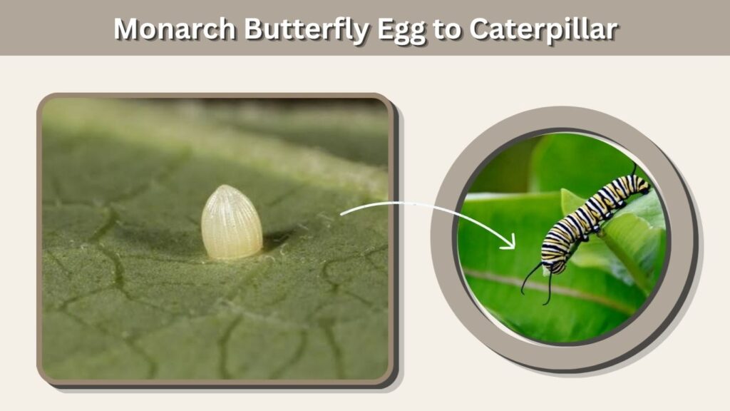 Monarch Butterfly Egg to Caterpillar